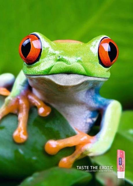 Labellocheetah Labellocheetah