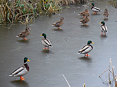 240_mallard_on_the_former_wilts_and_berks_canal__kingshill__swindon_-_geograph_org.png