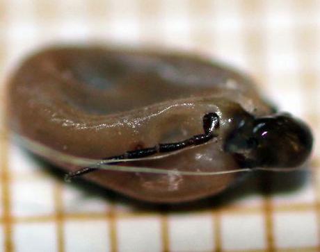 tique 2 mai 2013 007.jpg