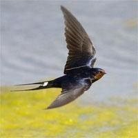 hirondelle Plus-values : l’hirondelle annonce-t-elle le printemps ?