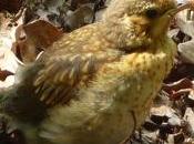 grive tout juste sortie