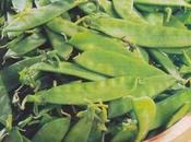 Tartelettes fraîcheurs jardin parmesan