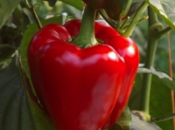 poivron s’offre place soleil