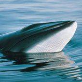Fin de la chasse la baleine en Norvge : plus de...
