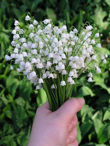 2530103840_b064061b4f_large