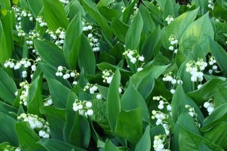 6997f_ogrodek-zdjecia_1_jpg_konwalie-3_main_large