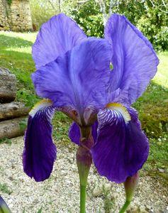 Gasparine Croisette 010