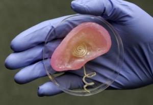 OUÏE: Si une oreille bionique pouvait la restaurer? – Nano Letters