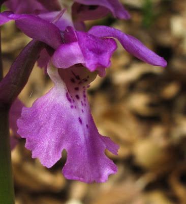 Floraison d'Orchis mascula (Orchis mâle)