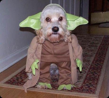 yoda dog[13]