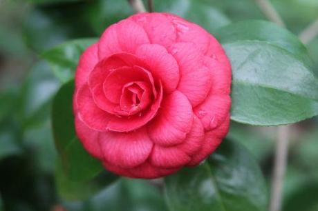 coquetti 29 avril 2013 020.jpg