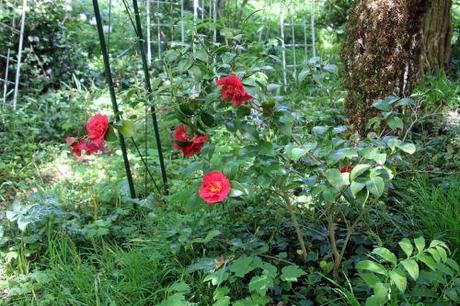 kramer's 3 mai 2013 007.jpg