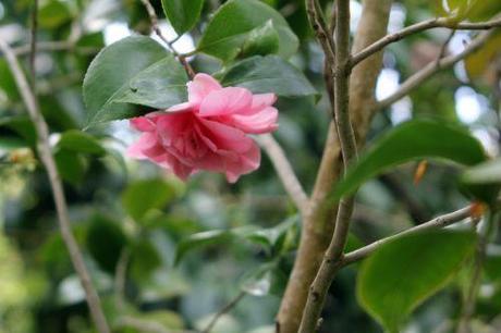 elsie 3 jury romi 29 avril 2013 027.jpg