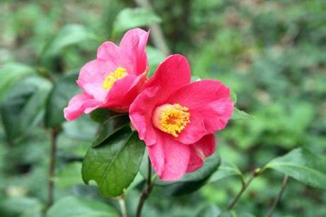 spring promise 2 7 avril 009.jpg