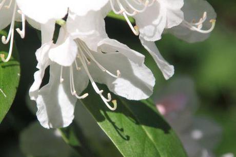 cunningham 4 3 mai 2013 014.jpg