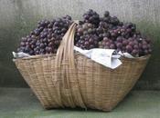 Petit traité viticulture contemporaine