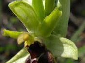 Floraison d'Ophrys araneola (Ophrys petite araignée)