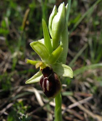 Floraison d'Ophrys araneola (Ophrys petite araignée)