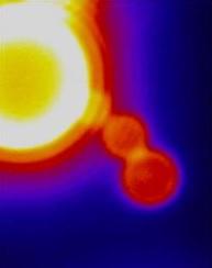 BIOLOGIE CELLULAIRE: L'endocytose ou le yoga de nos cellules enfin décrypté – Science