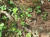 Trail world tour, Shikoku images!