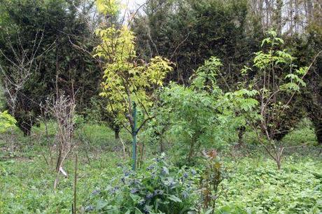 plumosa aurea 1 romi 28 avril 2012 022 (2).jpg