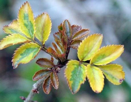 madonna près 29 mars 045.jpg