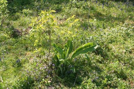 aurea + inula romi 19 avril 2011 048.jpg