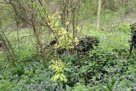 sutherland gold 1 romi 1 mai 2013 033.jpg