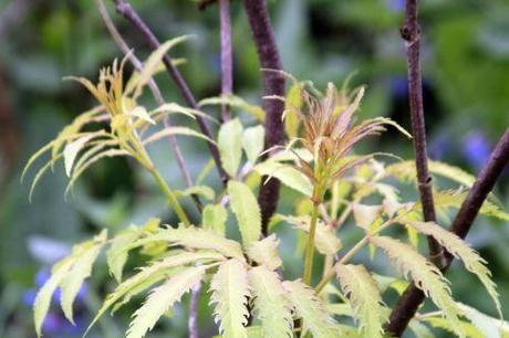 sutherland gold romi 1 mai 2013 036 (2).jpg