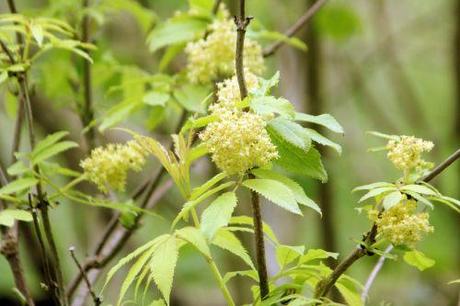 sutherland gold romi 1 mai 2013 036 (1).jpg