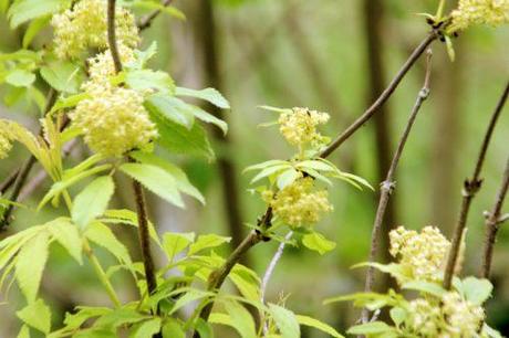 sutherland gold romi 1 mai 2013 036.jpg