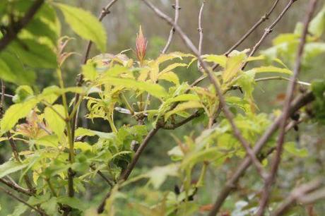 plumosa aurea romi 1 mai 2013 043 (4).jpg
