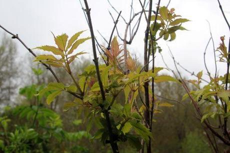 plumosa aurea romi 1 mai 2013 043 (3).jpg