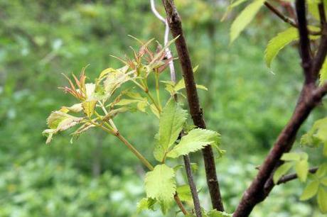 plumosa aurea romi 1 mai 2013 043.jpg