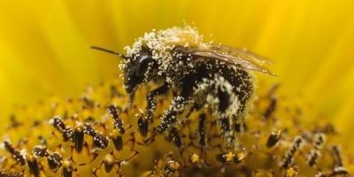 abeilles,apiculture,pesticides,céréales,europe,écosystème,pollution