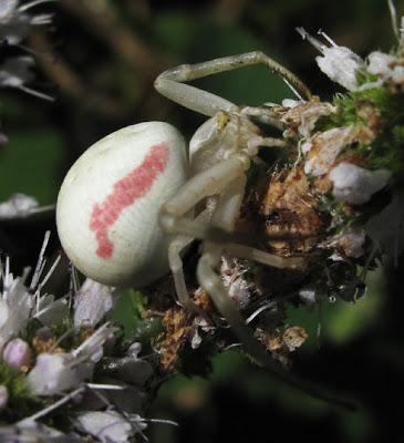 Une petite araignée toute mignonne : Misumena vatia (Araignée crabe)