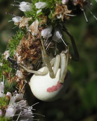 Une petite araignée toute mignonne : Misumena vatia (Araignée crabe)