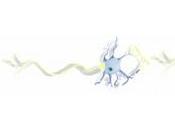 ÉPILEPSIE: L'injection cellules cérébrales pourrait calmer crises Nature Neuroscience