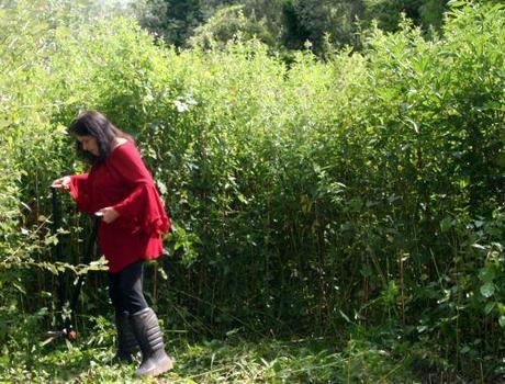 1 orties 17 juillet 2008 pr 007.jpg