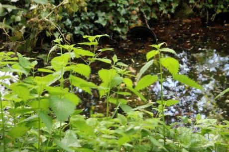 veneux 6 mai 2013 003.jpg