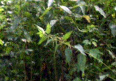 2 orties 17 juillet 2008 rec 005.jpg