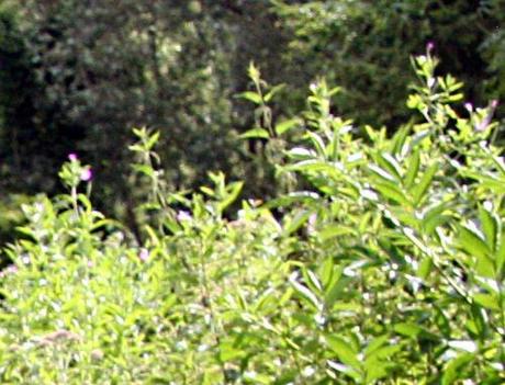 3 orties 17 juillet 2008 rec p 007.jpg