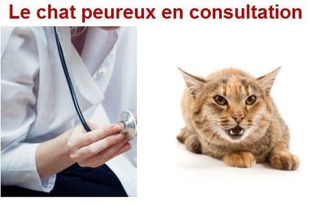 chat peureux en consultation