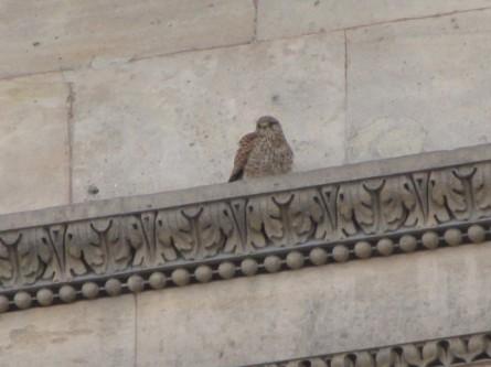 130508 Le faucon.jpg