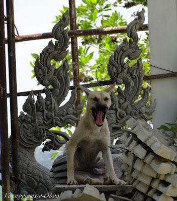 Thaïlande : Ces chiens fans de l’hymne national [HD]