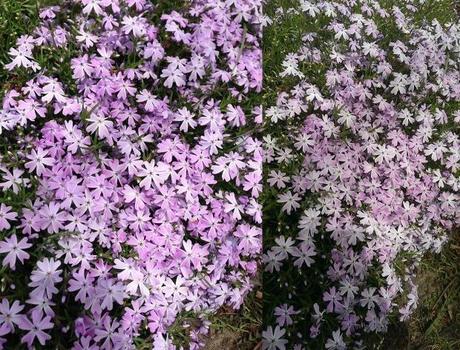 Comparatif des photos iPhone 5 Vs HTC One...