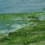 nitrates_algues-vertes