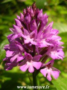 Orchis300lm