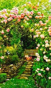 jardins de roses