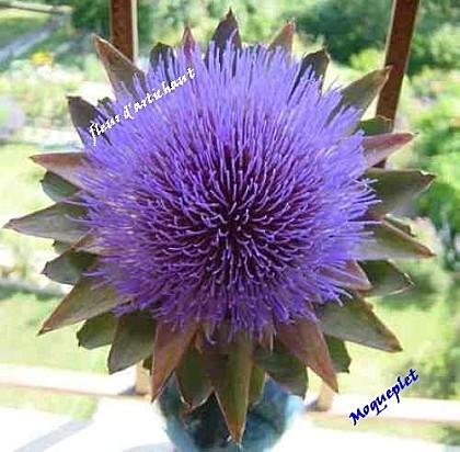 fleur-d-artichaud2.jpg
